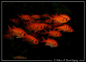 School of Myripristic jacobus by Raoul Caprez 